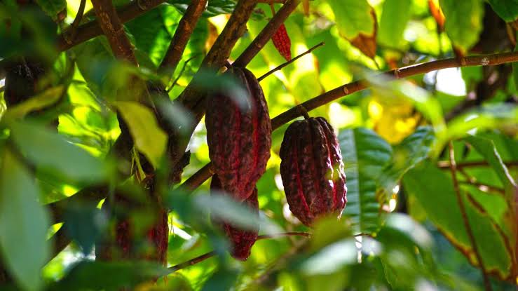 Exporta Mais Brasil abre o Mercado Europeu para produtos da Amazônia