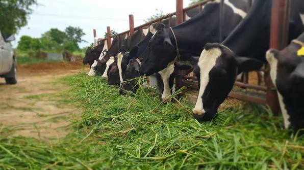 Sindirações e Fefac formalizam acordo para aprofundar integração regulatória no setor de nutrição animal